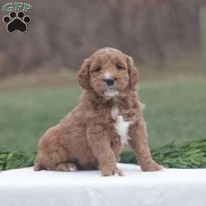 Noel, Goldendoodle Puppy